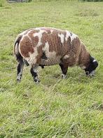 Bonte dekrammen, Dieren en Toebehoren, Schapen, Geiten en Varkens, Mannelijk, Schaap, 0 tot 2 jaar