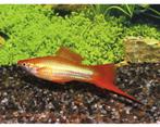 marigold zwaartrager €4,95, Dieren en Toebehoren, Vissen | Aquariumvissen, Vis, Zoetwatervis