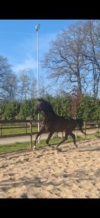 Talentvolle ruin!, Dieren en Toebehoren, Paarden, Gechipt, Ruin, Dressuurpaard, Zadelmak