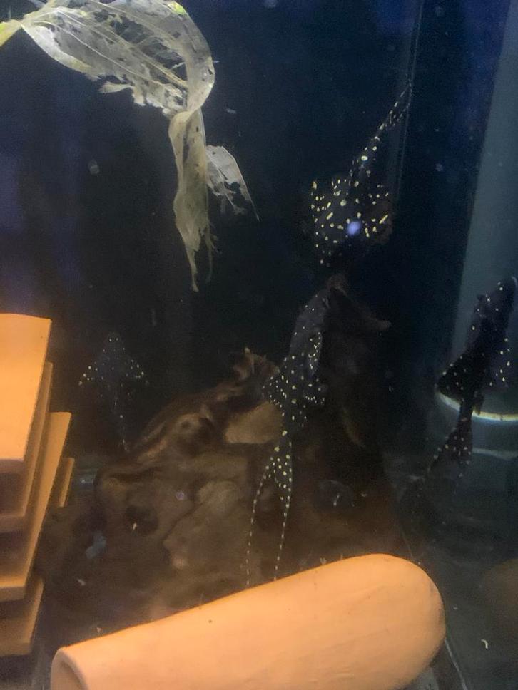 L155, Dieren en Toebehoren, Vissen | Aquariumvissen, Vis