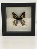 Opgezette vlinder in lijst 16 x 16 cm, Ophalen of Verzenden, Insect, Opgezet dier