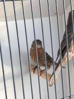 15 Mexicaanse roodmussen jong en oud, Dieren en Toebehoren, Meerdere dieren