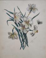 Willem Cornelis Hendricus van Harten (1862-1918) - Narcissen, Antiek en Kunst, Kunst | Schilderijen | Klassiek, Ophalen of Verzenden