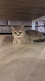 Britse korthaar miya, Dieren en Toebehoren, Katten en Kittens | Raskatten | Korthaar, Poes, Gechipt, 0 tot 2 jaar