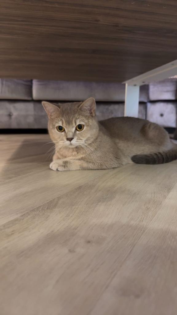 Britse korthaar miya, Dieren en Toebehoren, Katten en Kittens | Raskatten | Korthaar, Poes, 0 tot 2 jaar, Met stamboom, Gechipt