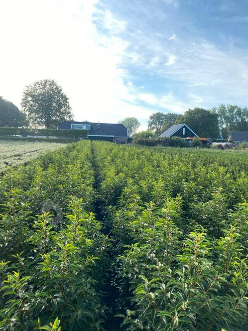 Portugese Laurier Haag, Tuin en Terras, Planten | Struiken en Hagen, Haag, Laurier, 100 tot 250 cm, Ophalen of Verzenden