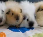 Gezocht ch teddy california fokker, Dieren en Toebehoren, November, Vrouwelijk, Cavia