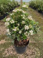 Viburnum Tinus struiken ca. 80 cm - winterbloeier!, Tuin en Terras, Planten | Tuinplanten, Overige soorten, Volle zon, Vaste plant