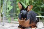 3 konijnen gratis voor een goed tehuis., Dieren en Toebehoren, Konijnen, Meerdere dieren, Groot, 0 tot 2 jaar