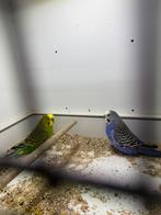 Bewezen koppel grasparkiet te koop, Dieren en Toebehoren, Vogels | Parkieten en Papegaaien, Meerdere dieren, Parkiet