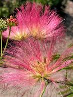 Nu op voorraad, Albizia Julibrissin/Slaapboom Vanaf € 5,95, Volle zon, Vaste plant, Zomer, Ophalen