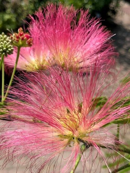 Nu op voorraad, Albizia Julibrissin/Slaapboom Vanaf € 5,95, Tuin en Terras, Planten | Tuinplanten, Vaste plant, Overige soorten