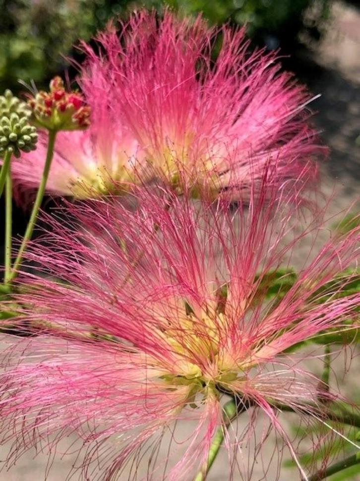Nu op voorraad, Albizia Julibrissin/Slaapboom Vanaf € 5,95, Tuin en Terras, Planten | Tuinplanten, Vaste plant, Overige soorten