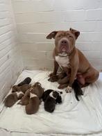 American Bully XL pups, Dieren en Toebehoren, Rabiës (hondsdolheid), 8 tot 15 weken, Bulldog, Meerdere