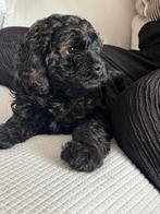 Laatst Pup! Cockapoo Amerikaanse Cocker Spaniel/ Poedel, Dieren en Toebehoren, Poedel, Meerdere, Meerdere dieren, Nederland