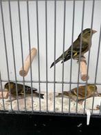 3 baardsijs poppen 1 mutatie, Vrouwelijk