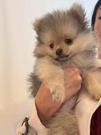 POMERIAAN PUPS - KEESHOND MINI - MOGEN DIRECT MEE !!, Dieren en Toebehoren, Reu, 8 tot 15 weken, Meerdere, Nederland
