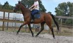 Ontzettend nuchtere, goedaardige, 9 jarige ruin, B, Gechipt, Ruin, 170 tot 175 cm