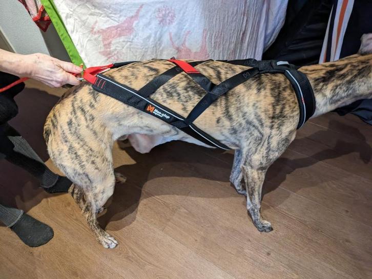 honden harnas Non-stop freemotion 5.0, blauw of rood, Dieren en Toebehoren, Honden-accessoires, Zo goed als nieuw, Ophalen of Verzenden