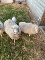 2 ouessant ooien, Dieren en Toebehoren, Schapen, Geiten en Varkens, Vrouwelijk, Schaap