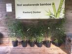 Fargesia Robusta Campbell, niet woekerende bamboe!!!, Ophalen, Bamboe, Haag, 250 cm of meer