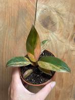Philodendron imperial red pink variegata roze mint plant, Huis en Inrichting, Ophalen of Verzenden, Overige soorten, Minder dan 100 cm