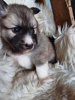 Pomsky pups klein formaat, Dieren en Toebehoren, Honden | Poolhonden, Keeshonden en Oertypen, CDV (hondenziekte), Meerdere, 8 tot 15 weken