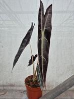 Alocasia Longiloba Purple p10 (1)