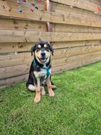 Lieve pup rottweiler husky naam Django, Dieren en Toebehoren, Honden | Niet-rashonden, 15 weken tot 1 jaar, Reu, Groot, Eén hond
