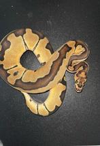 Clown konings python, Dieren en Toebehoren, Reptielen en Amfibieën, Slang, Tam
