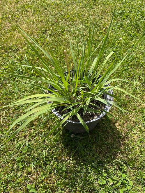 Tk grote pol siergras, miscanthus soort, biologische kweek, Tuin en Terras, Planten | Tuinplanten, Vaste plant, Siergrassen, Volle zon