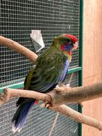 Jonge pennant rosella's 2025 correct geringd, Dieren en Toebehoren, Vogels | Parkieten en Papegaaien, Meerdere dieren, Parkiet