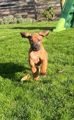 Rhodesian ridgeback pups mogen het nest verlaten, Rabiës (hondsdolheid), Overige rassen, 8 tot 15 weken, Meerdere