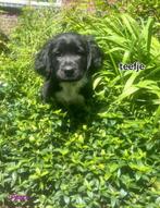 Mooie Pups: labrador/ Duitse staande/ Heidewachtel, Rabiës (hondsdolheid), 8 tot 15 weken, Meerdere, Meerdere dieren