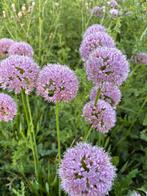 Allium senencis, Ophalen, Voorjaar, Volle zon, Zaad