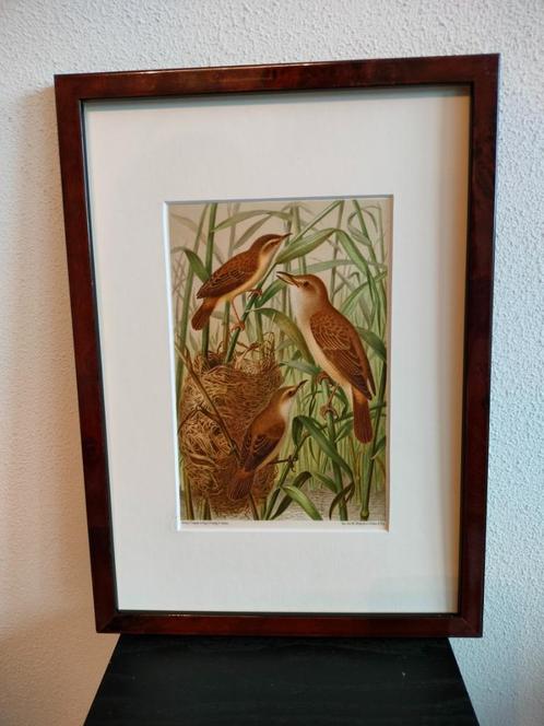 Chromolitho Litho A. Haase Praag Vogels Vogel Birds 1888, Antiek en Kunst, Kunst | Litho's en Zeefdrukken, Ophalen of Verzenden