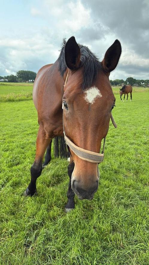 Gezocht weide met schuilstal omgeving 't Gooi, Dieren en Toebehoren, Stalling en Weidegang