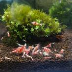 Fancy Tiger Red garnalen te koop vanaf 2,75 p/st, Dieren en Toebehoren, Vissen | Aquariumvissen, Kreeft, Krab of Garnaal, Zoetwatervis