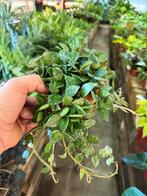 Hoya Krohniana Splash - Pot 12, Ophalen of Verzenden