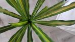 Dracaena, Huis en Inrichting, Kamerplanten, Ophalen, Overige soorten, Halfschaduw, Minder dan 100 cm