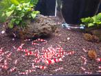 Crystal Red caridina garnalen, Dieren en Toebehoren, Ophalen, Nieuw