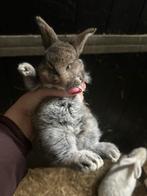 Baby konijnen te koop mogen weg!, Dieren en Toebehoren, Konijnen, Meerdere dieren, 0 tot 2 jaar