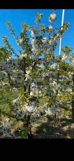 Kersenbomen te koop , zelfbestuivend.5 rassen nu bestellen, Ophalen, Bloeit niet, Volle zon, Overige soorten