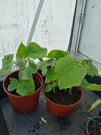 augurk planten, Tuin en Terras, Planten | Tuinplanten, Ophalen, Volle zon, Groenteplanten, Eenjarig