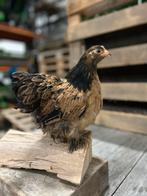 Cochin kriel hennen, Dieren en Toebehoren, Pluimvee, Vrouwelijk, Kip