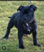 Gezocht: engelse stafford, Ophalen, Hond