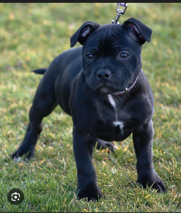 Gezocht: engelse stafford, Dieren en Toebehoren, Dierenvoeding, Hond, Ophalen