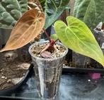 Anthurium Bigfoot x Goliath (Kartel Daun), Huis en Inrichting, Kamerplanten, Ophalen of Verzenden, Overige soorten, Minder dan 100 cm