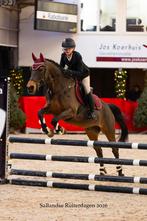 Allround D pony, Gechipt, Ruin, Springpony, L