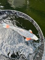Asagi, Karper of Koi